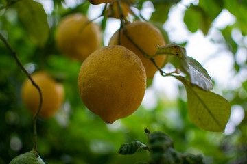 Ripe lemons citrus fruits hanging on lemon tree