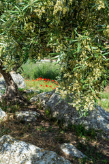 Olive trees growing on plantanions in Italy
