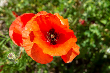 Red poppy flowers on green grass