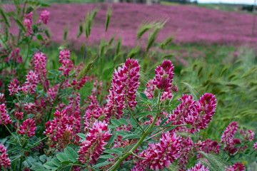 Obraz premium Flora of Sicily, colorful flossom of wild flowers, peas and French honeysuckle, pink sulla flowers on meadow in mountains, production of natural bio honey.