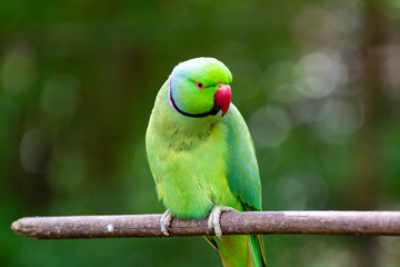 Green Alexandrine parakeet, living in Asian region