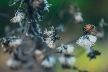 Dried native wild flowers in the winter