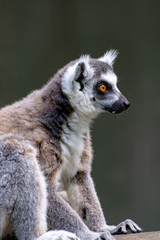 One Ring-tailed lemur, lemur catta, sitting on tree