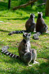 Naklejka na ściany i meble Ring-tailed lemur, lemur catta, sitting on green grass