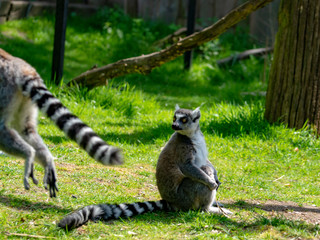 Ring-tailed lemur, lemur catta, sitting on green grass
