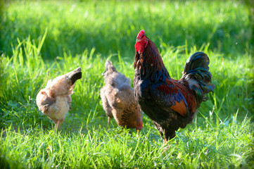 Beautiful, cock with dark brown and blue feathers with an unusual smooth crest, walking in the yard, on the green grass. Next to the rooster grazing his young chickens.