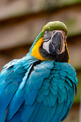 Macaw blue-and-yellow parrot, long-tailed colorful exotic bird