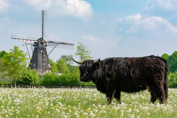 Foto auf Leinwand Landschaftslandschaft mit schwarzer schottischer Kuh, Weide mit Wildblumen und traditioneller holländischer Windmühle © barmalini