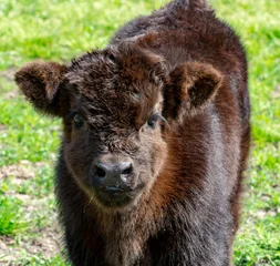 Foto auf Acrylglas Small calf of black scottish cow on pasture with green grass © barmalini