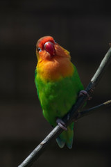 Colorful Fichers lovebird from Tanzania, Africa