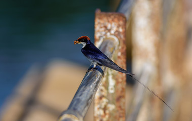 Small bird, Wire-tailed Swallow, Hirundo smithii, perched