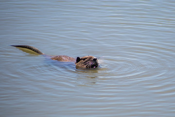 Fototapeta premium Ragondin