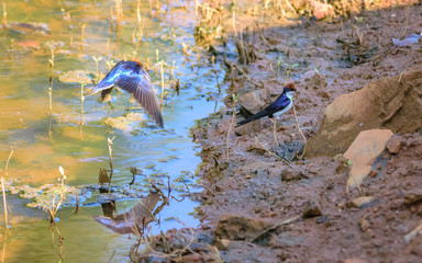 Small bird, Wire-tailed Swallow, Hirundo smithii, perched