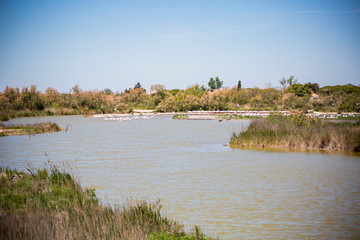 Étang de Camargue