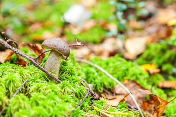 Edible small mushroom with brown cap Penny Bun leccinum in moss autumn forest background. Fungus in the natural environment. Big mushroom macro close up. Inspirational natural summer or fall landscape