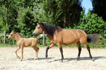 Beautiful thoroughbred foal and mare posing for cameras at rural equestrian farm