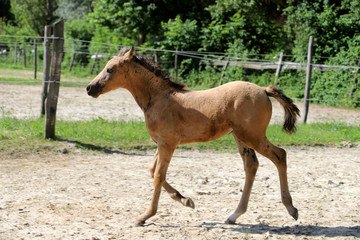 Naklejka na ściany i meble Beautiful thoroughbred foal and mare posing for cameras at rural equestrian farm