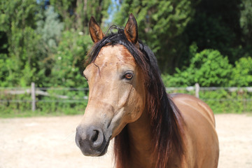 Portrait of a young horse in the paddock on a hot summer day afternoon