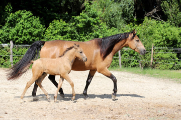 Beautiful thoroughbred foal and mare posing for cameras at rural equestrian farm