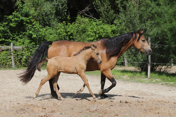 Obraz premium Beautiful thoroughbred foal and mare posing for cameras at rural equestrian farm