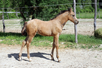 Beautiful thoroughbred foal posing for cameras at rural equestrian farm