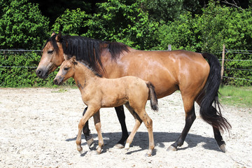 Beautiful thoroughbred foal and mare posing for cameras at rural equestrian farm