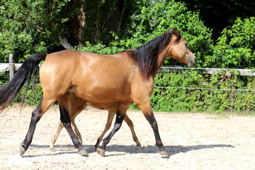 Beautiful thoroughbred foal and mare posing for cameras at rural equestrian farm