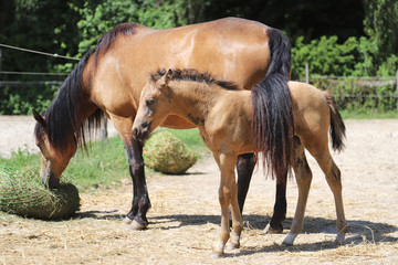 Beautiful newborn foal and mother enjoying sunshine in the paddock on hot summer day