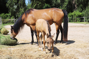 Beautiful newborn foal and mother enjoying sunshine in the paddock on hot summer day