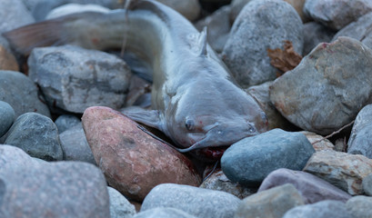 big catfish has been reeled in and is waiting to be cooked