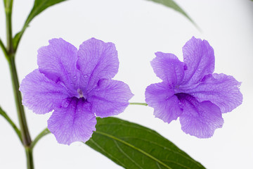 purple flower isolated on the white background