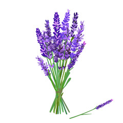 Bouquet of lavender isolated on a white background. Hand drawn vector illustration