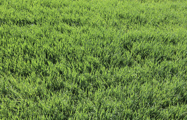 Background of small green wheat plants in the field during matur