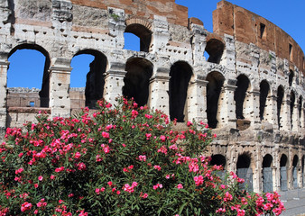 Oleander flowers and Colosseum in Rome Italy