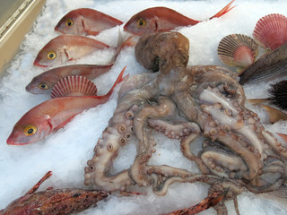 polyps and more fresh fishes