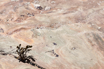 Rocha exposta pela maré baixa, onde se pode ver uma alga marinha 