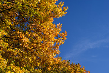 Autumn pin oak with red and yellow leaves against the background of blue sky.