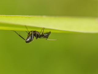 Black garden ant (Polyrhachis spp.) resting on blade leaf with green nature blurred background.