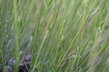 Grass Jungle