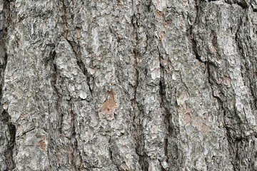 Bark of Pine Tree