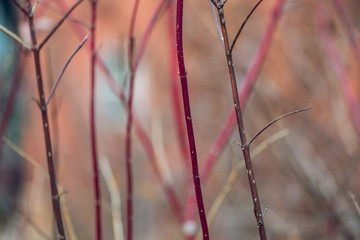 dried wildflowers in winter