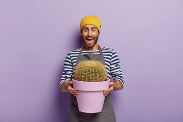 Emotive male gardener with planted cactus in pot, looks surprisingly at big house plant grown with...