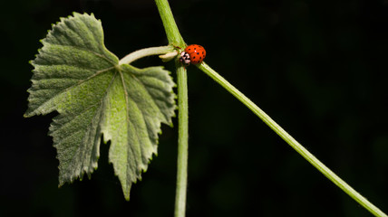 Ladybug crawling on the vine. Isolated on black background. Selective focus.