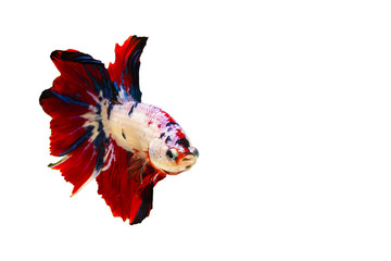 Colorful Siamese  fighting fish or betta fish isolated on white  background with clipping path and copy space