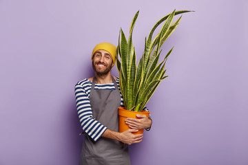Delighted male gardener carries pot with decorative sansevieria plant with golden edge, happy it...