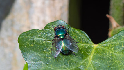 Fly on a leaf