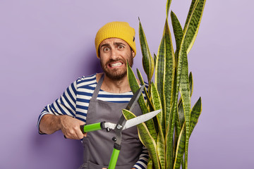 Busy hard working gardener trims mother in law plant for good growth. Male florist works in flower...