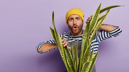 Emotional male florist looks surprisingly, keeps mouth opened, stands near snake plant with yellow edges on leaves, wears yellow hat and sailor striped jumper, isolated over purple wall, blank space