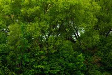 Fototapeta na wymiar texture background of green trees, forest wall