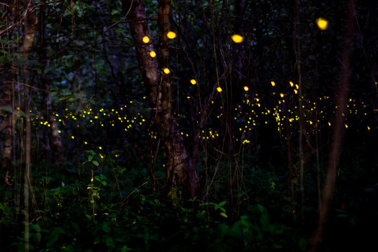 Light from insects, fireflies at night © watchara